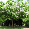 Катальпа прекрасная (лат. Catalpa speciosa), семена