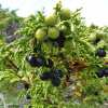 Можжевельник ложноказацкий (лат. Juniperus pseudosabina), семена