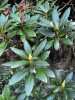 Рододендрон кавказский Флавидум (лат. Rhododеndron caucаsicum 'Flavidum'), семена 0,05 грамм