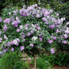 Гибискус сирийский (лат. Hibiscus syriacus) микс цветов, семена