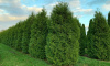 Туя западная Брабант (лат. Thuja occidentalis 'Brabant'), семена