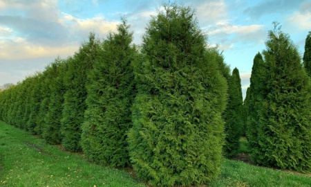 Туя западная Брабант (лат. Thuja occidentalis 'Brabant'), семена
