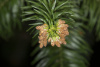 Кунингамия ланцетовидная (лат. Cunninghamia lanceolata), семена
