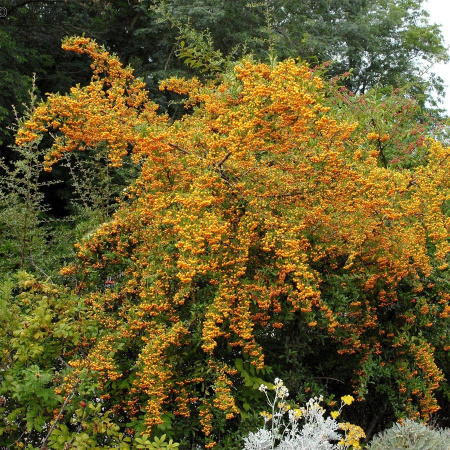 Пираканта гибридная Голден Чармер (лат. Pyracantha hybrida Golden Charmer)