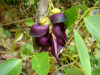 Мукуна вечнозелёная (лат. Mucuna sempervirens) 5 шт, семена