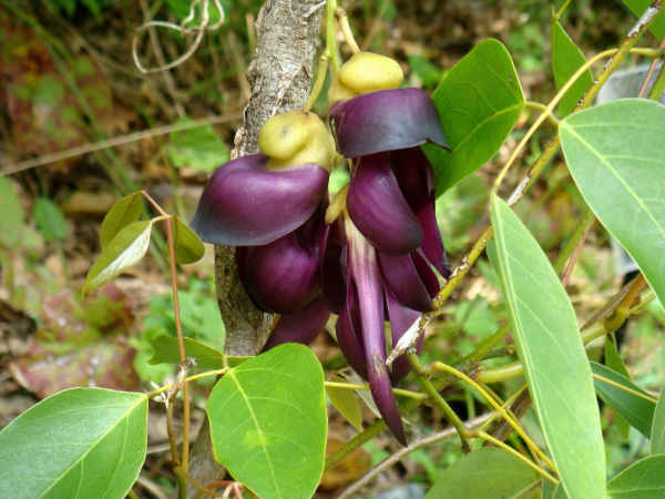 Мукуна вечнозелёная (лат. Mucuna sempervirens) 5 шт, семена