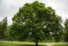 Кария сердцевидная, или Гикори горький (лат. Carya cordiformis) 10 шт, семена