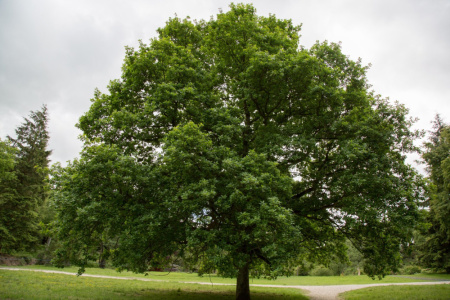 Кария сердцевидная, или Гикори горький (лат. Carya cordiformis) 10 шт, семена