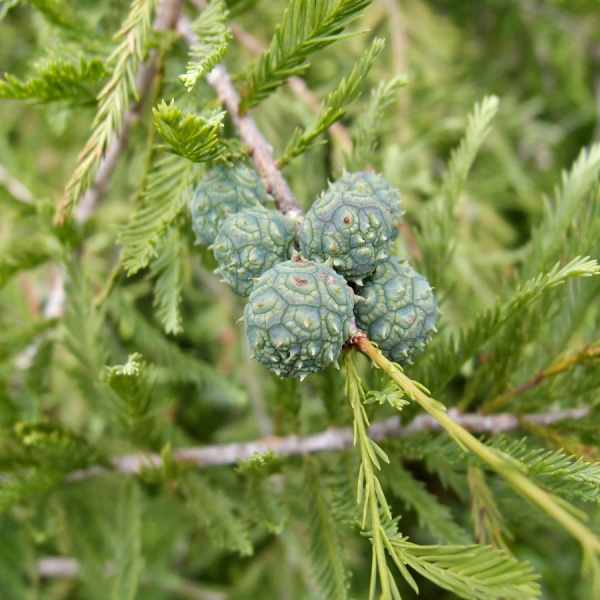 Таксодиум мексиканский, или болотный кипарис (лат. Тaxodium mucronatum), семена 