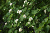 Пузыреплодник амурский (лат. Physocarpus amurensis), семена