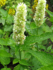 Лофант тибецкий белоцветковый, или Многоколосник морщинистый (лат. Agastache rugosa), семена