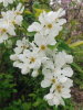 Экзохорда кистистая (лат. Exochorda racemosa), семена 