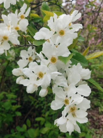 Экзохорда кистистая (лат. Exochorda racemosa), семена 