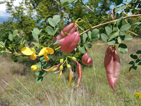 Пузырник древовидный (лат. Colutea arborescens), семена
