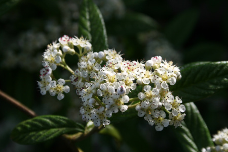 Кизильник иволистный (лат. Cotoneaster salicifolius), семена