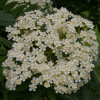 Рябина смешанная (лат. Sorbus commixta), семена
