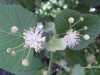 Липа кавказская (лат. Tilia caucasica), семена