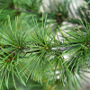 Кедр гималайский (лат. Cedrus deodara), семена