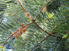 Пихта одноцветная Лау (Abies concolor f. lowiana), семена