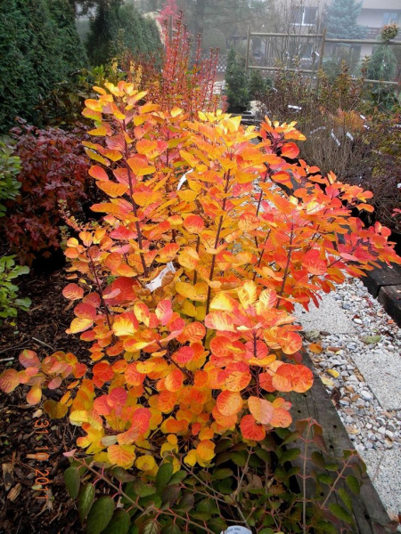 Скумпия кожевенная Голден Спирит (Cotinus coggygria 'Golden Spirit'), семена