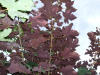 Клен ложноплатановый Атропурпуреум (лат. Acer pseudoplatanus "Atropurpureum"), семена