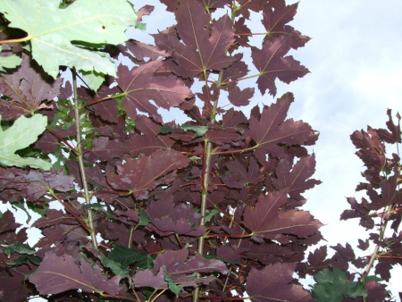 Клен ложноплатановый Атропурпуреум (лат. Acer pseudoplatanus "Atropurpureum"), семена