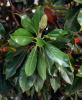 Магнолия крупноцветковая  (лат. Magnolia grandiflora), семена