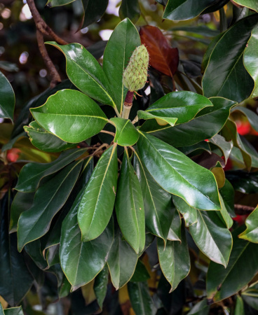 Магнолия крупноцветковая  (лат. Magnolia grandiflora), семена