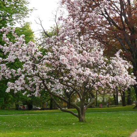 Магнолия Суланджа (лат. Magnolia × soulangeana), семена