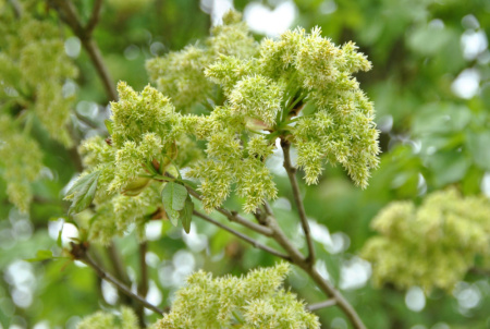 Ясень манновый (лат. Fraxinus ornus), семена