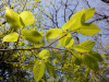 Граб сердцелистный (лат. Carpinus cordata), семена