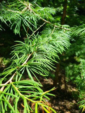 Лжелиственница Кемпфера (Pseudolarix amabilis), семена