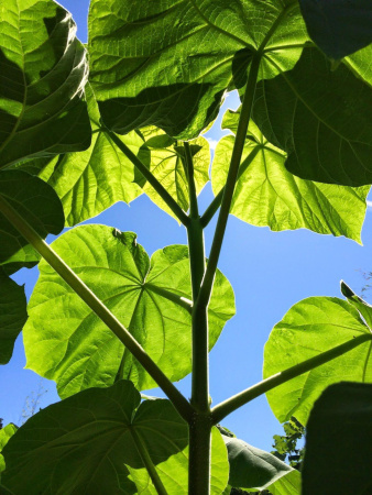 Павловния войлочная, или Императорское дерево (лат. Paulоwnia tomentоsa), семена 