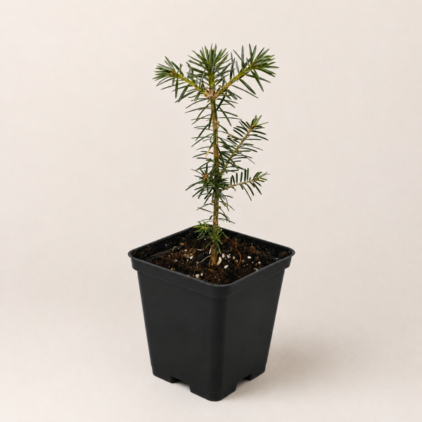 Пихта бальзамическая (лат. Abies balsamea), саженец, 1 ш