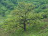 Дуб зубчатый (лат. Quercus dentata) 10 шт, семена
