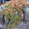 Кизильник горизонтальный (лат. Cotoneaster horizontalis), семена 
