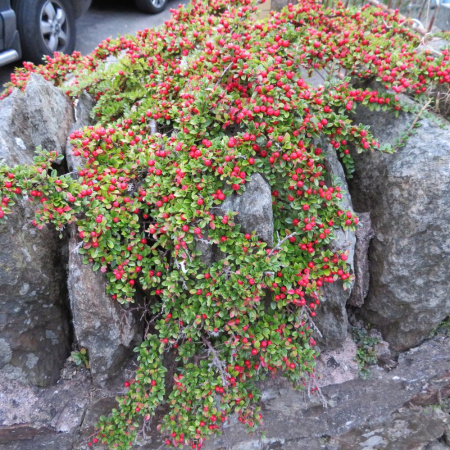 Кизильник горизонтальный (лат. Cotoneaster horizontalis), семена 