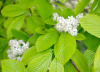 Рябина круглолистная (лат. Sorbus aria), семена