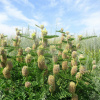 Астрагал лисохвостный (лат. Astragalus alopecurus), семена 