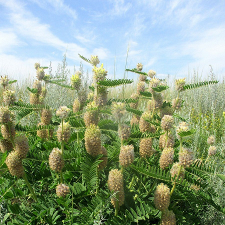 Астрагал лисохвостный (лат. Astragalus alopecurus), семена 