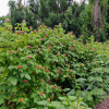 Малина обыкновенная (лат. Rubus idaeus), семена