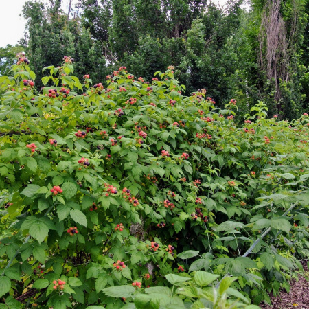 Малина обыкновенная (лат. Rubus idaeus), семена