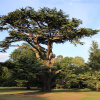 Кедр ливанский (лат. Cedrus libani), семена 