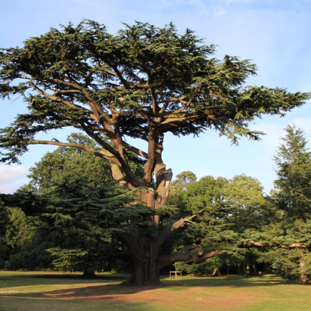 Кедр ливанский (лат. Cedrus libani), семена 