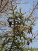 Ель Мейера (лат. Picea meyeri), семена
