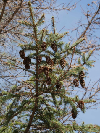 Ель Мейера (лат. Picea meyeri), семена
