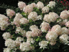 Гортензия метельчатая Фантом (лат. Hydrangea paniculata 'Phantom')