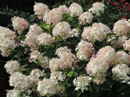 Гортензия метельчатая Фантом (лат. Hydrangea paniculata 'Phantom')