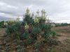 Юкка славная (лат. Yucca gloriosa), семена 0,2 грамма