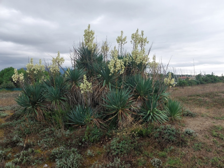 Юкка славная (лат. Yucca gloriosa), семена 0,2 грамма